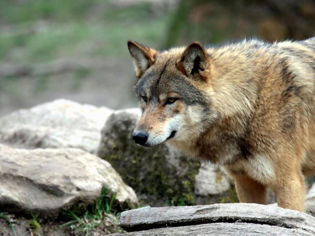 FEC 22/2026 - MANIFESTAZIONE INTERESSE ACQUISIZIONE DEL SERVIZIO DI MONITORAGGIO DELL’AVIFAUNA NIDIFICANTE PER IL PERIODO 2027/2028