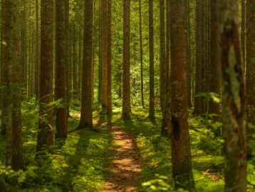 CONTRIBUTI A FAVORE DI INTERVENTI SELVICOLTURALI CON PROMOZIONE DELLA GESTIONE FORESTALE SOSTENIBILE