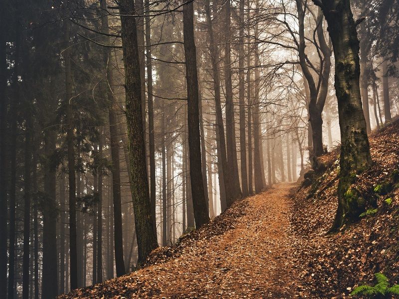 Criteri per definizione e determinazione Servizi Ambientali erogati dai Consorzi Forestali - anno 2025