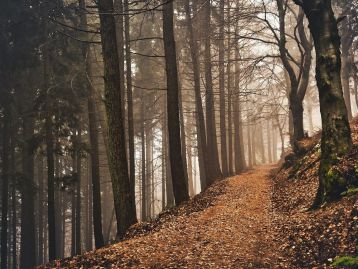 AD 151/2025 – PROCEDURA PER L’AFFIDAMENTO DIRETTO DEL SERVIZIO DI FACILITAZIONE NELL’AMBITO DEL WORKSHOP “ASSOCIAZIONISMO FORESTALE SMART E BOSCHI ITALIANI” DICEMBRE 2025 – PROGETTO LIFE CLIMATEPOSITIVE