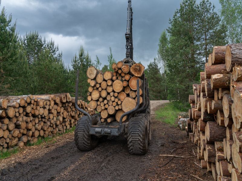 PSN/PAC 2023-2027 “Investimenti produttivi forestali - Ammodernamenti e miglioramenti" - Sviluppo Rurale/bando 2025