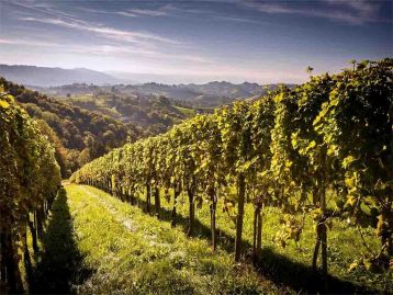 Ristrutturazione e riconversione dei vigneti - Campagna 2026-2027