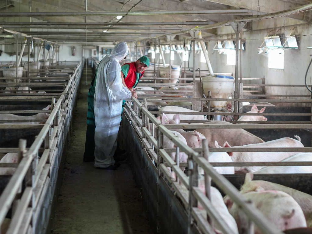 Iniziative di biosicurezza per prevenzione e controllo diffusione Peste Suina Africana (PSA) negli allevamenti suinicoli. Edizione 2026