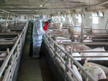Iniziative di biosicurezza per prevenzione e controllo diffusione Peste Suina Africana (PSA) negli allevamenti suinicoli. Edizione 2026