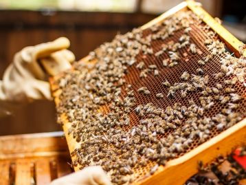 Intervento settoriale per l'apicoltura