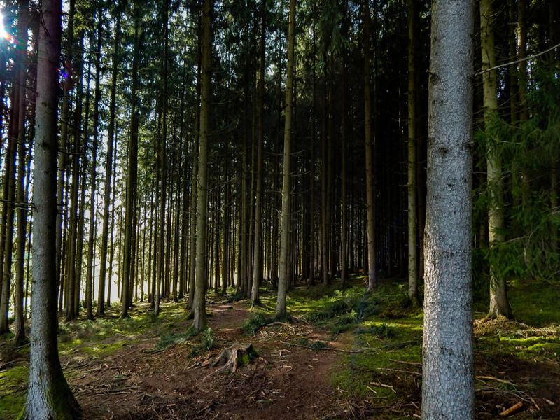 PSR 2000-2006 (FEASR): Misura H "Mantenimento di superfici imboschite" / Sviluppo Rurale/bando 2026