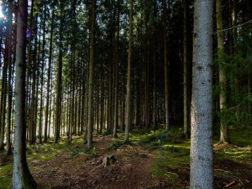 PSR 2000-2006 (FEASR): Misura H "Mantenimento di superfici imboschite" / Sviluppo Rurale/bando 2026