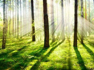 AD 152/2025 - PROCEDURA PER L’AFFIDAMENTO DIRETTO DEL SERVIZIO DI DIVULGAZIONE E FORMAZIONE SU TEMATICHE DI ORDINE GIURIDICO, FISCALE E LEGALE NELL’AMBITO DEL WORKSHOP “ASSOCIAZIONISMO FORESTALE SMART E BOSCHI ITALIANI”