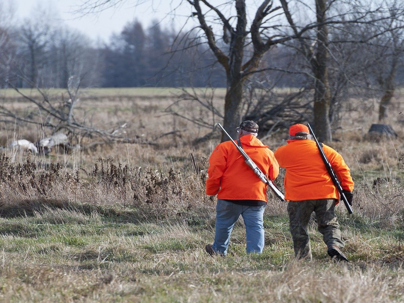 GECA 11/2025: SERVIZI RELATIVI AI TESSERINI VENATORI ANNI 2026-2027 IN 4 LOTTI