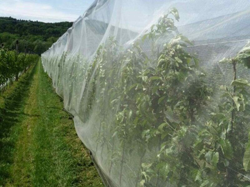 Investimenti per la prevenzione da danni derivanti da calamità naturali, eventi climatici avversi e danni di tipo biotico