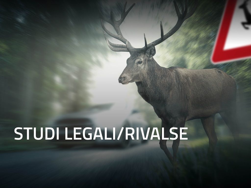 Studi legali/rivalse - Denunce sinistri con fauna selvatica: richieste di risarcimento (e/o rivalse) per danni ai veicoli e/o lesioni a seguito sinistri con fauna selvatica riservata a studi legali, società di gestione sinistri, compagnie assicuratrici, Enti previdenziali