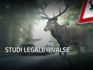 Studi legali/rivalse - Denunce sinistri con fauna selvatica: richieste di risarcimento (e/o rivalse) per danni ai veicoli e/o lesioni a seguito sinistri con fauna selvatica riservata a studi legali, società di gestione sinistri, compagnie assicuratrici, Enti previdenziali