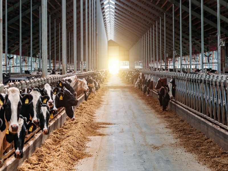PSN/PAC 2023-2027 "Investimenti produttivi agricoli per ambiente, clima e benessere animale" - Sviluppo Rurale/bando 2025