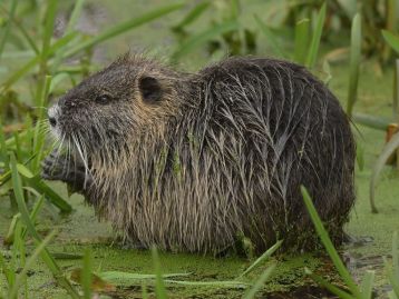Contenimento della nutria: contributi per  Province e  Città metropolitana di Milano
