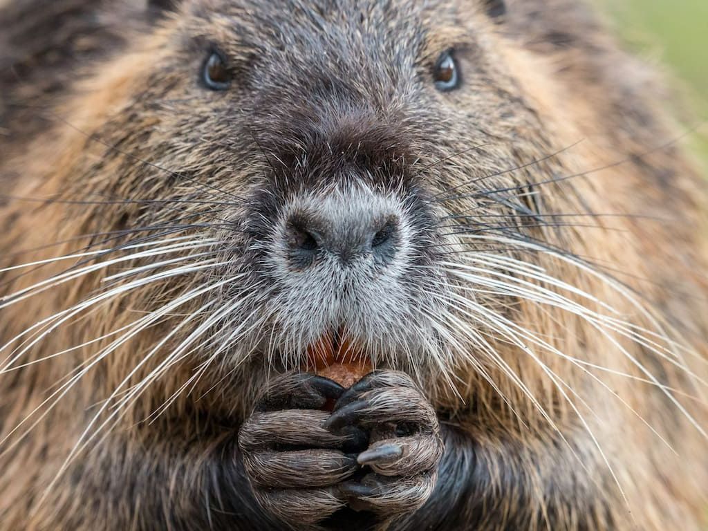Contenimento della nutria: contributi per Province e Città metropolitana di Milano