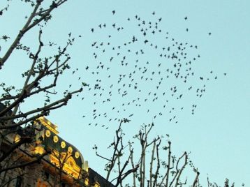 AD 107/2025 - SERVIZIO DI CENSIMENTO DI INTERNATIONAL WATERBIRD CENSUS (IWC) E REALIZZAZIONE DATA-SET GEOLOCALIZZATA - ATTIVITÀ 2026