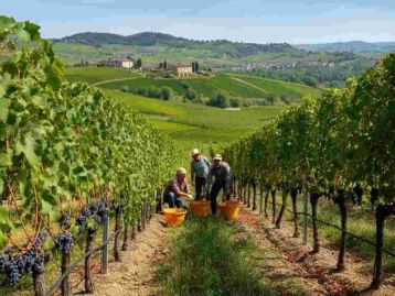 Settore Vitivinicolo - campagna 2026-2027