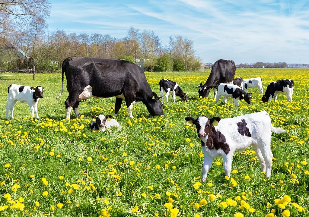 PSN/PAC 2023-2027 "Benessere animale"  - Sviluppo Rurale/bando 2026